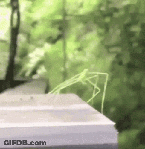 A Grasshopper Is Sitting On Top Of A White Box On A Table . GIF