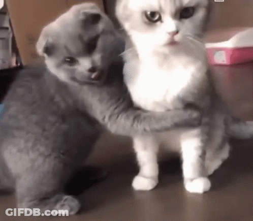 A Gray And White Cat Are Hugging Each Other . GIF