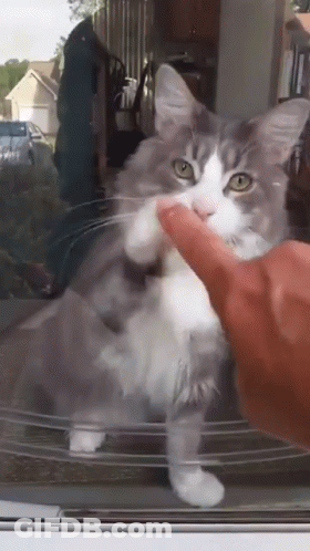 A Gray And White Cat Is Being Petted By A Person 'S Hand GIF
