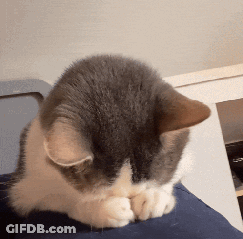 A Gray And White Cat Is Covering Its Face With Its Paw GIF