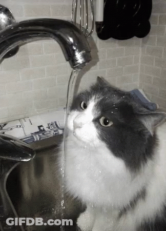 A Gray And White Cat Is Drinking Water From A Kitchen Faucet GIF