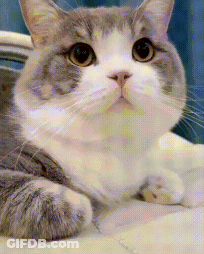 A Gray And White Cat Is Laying Down And Looking At The Camera GIF