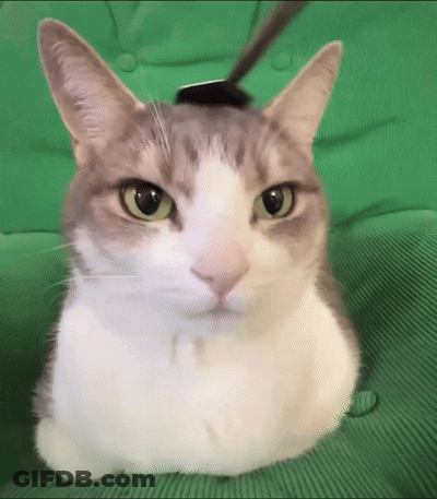 A Gray And White Cat Is Laying On A Green Cushion GIF