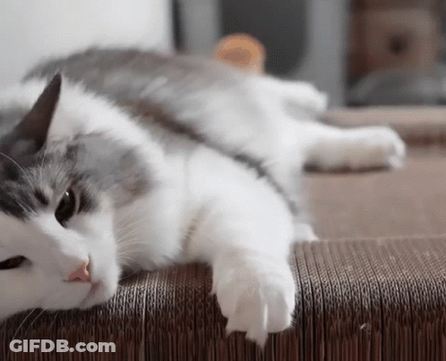 A Gray And White Cat Is Laying On Its Back GIF