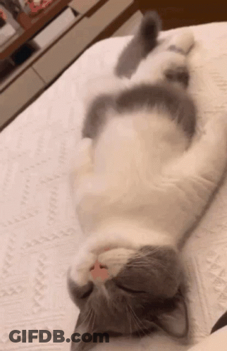 A Gray And White Cat Is Laying On Its Back On A Bed GIF