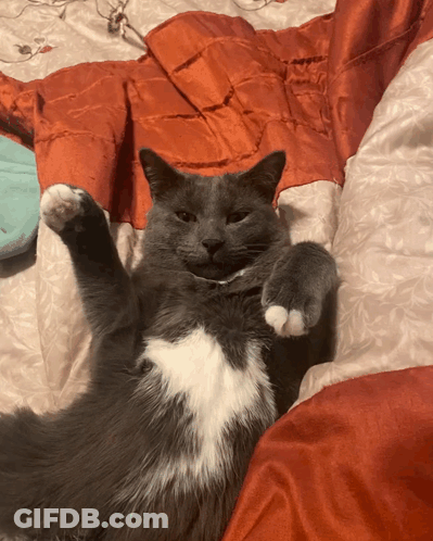 A Gray And White Cat Is Laying On Its Back With Its Paws Up GIF