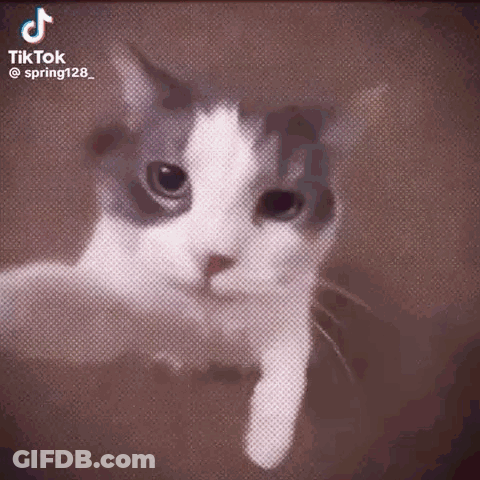 A Gray And White Cat Is Looking At The Camera While Being Held In Someone 'S Hand . GIF