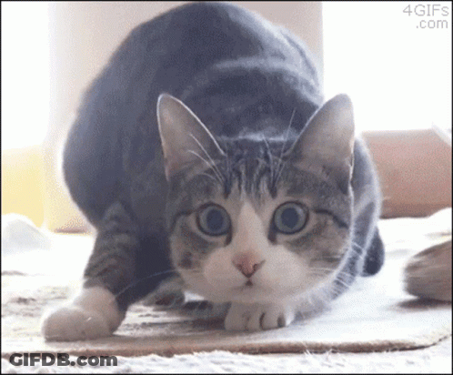 A Gray And White Cat Is Looking At The Camera With A 4Gifs.com Logo In The Corner GIF