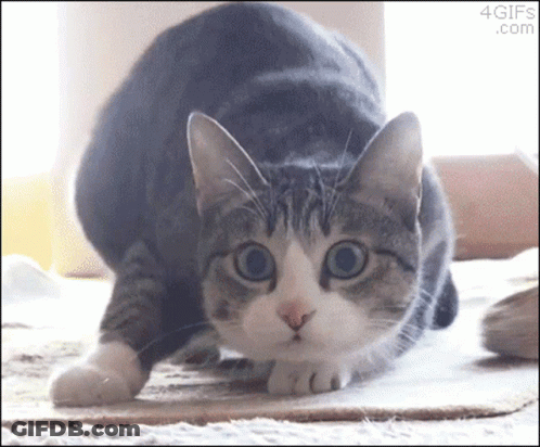 A Gray And White Cat Is Looking At The Camera With A 4Gifs.com Logo In The Corner GIF
