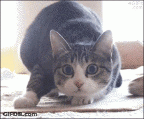 A Gray And White Cat Is Looking At The Camera With A 4Gifs.com Watermark GIF