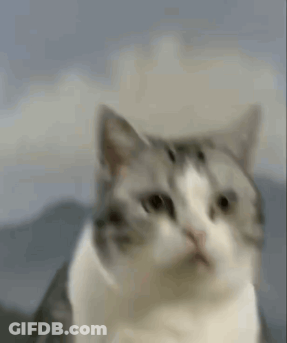 A Gray And White Cat Is Looking At The Camera With A Serious Look On Its Face . GIF