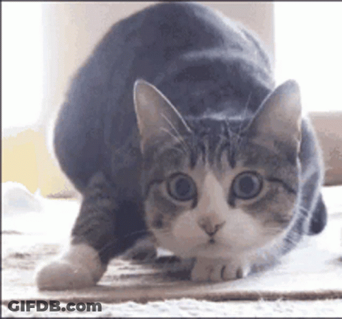 A Gray And White Cat Is Looking At The Camera With Its Eyes Wide Open GIF