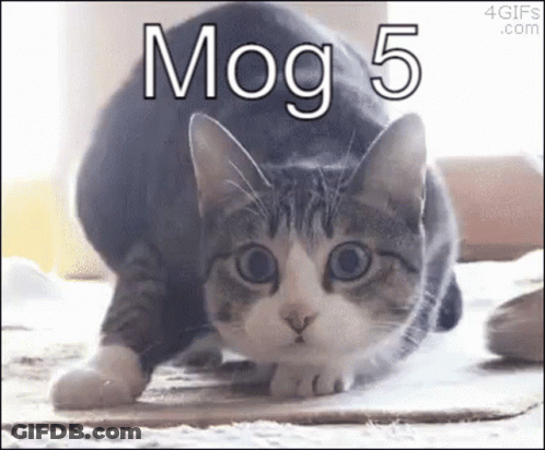 A Gray And White Cat Is Looking At The Camera With The Words Mog 5 Written Above It . GIF