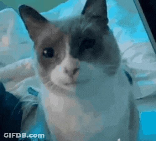 A Gray And White Cat Is Sitting On A Bed And Looking At The Camera GIF