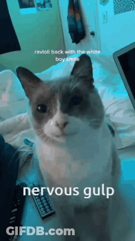 A Gray And White Cat Is Sitting On A Bed Next To A Remote Control . GIF