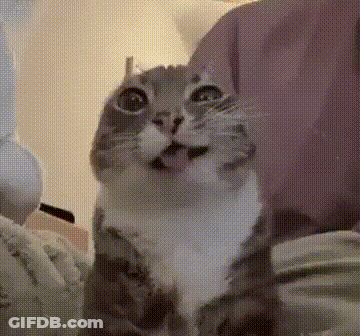 A Gray And White Cat Is Sitting On A Bed With Its Mouth Open . GIF
