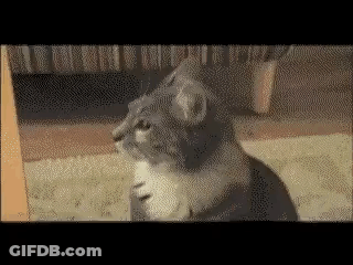 A Gray And White Cat Is Sitting On A Carpet Looking At The Camera . GIF