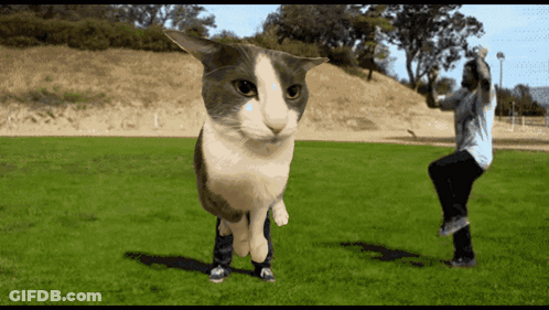 A Gray And White Cat Is Standing In A Grassy Field GIF