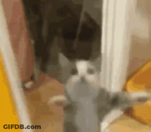 A Gray And White Cat Is Standing In A Room Next To A Yellow Bucket . GIF