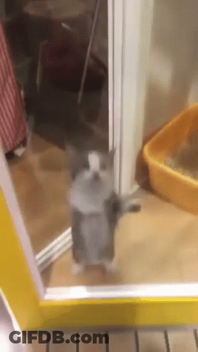 A Gray And White Cat Is Standing In Front Of A Yellow Door . GIF