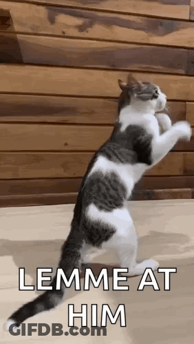 A Gray And White Cat Is Standing On Its Hind Legs And Playing With A Toy . GIF