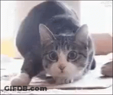 A Gray And White Cat Is Standing On Its Hind Legs On A Carpet . GIF