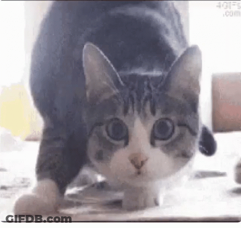 A Gray And White Cat Is Standing On Its Hind Legs On A Table . GIF