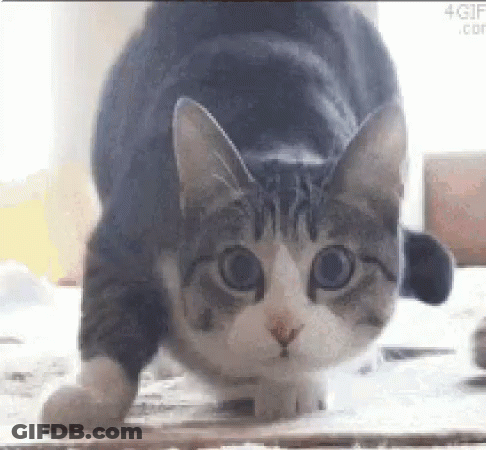 A Gray And White Cat Is Standing On Its Hind Legs On A Table Looking At The Camera . GIF