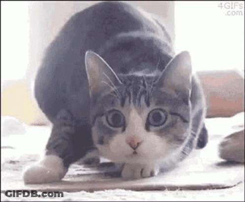 A Gray And White Cat Is Standing On Its Hind Legs On The Floor . GIF