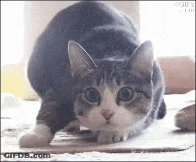 A Gray And White Cat Is Stretching Its Legs On A Cardboard Box . GIF