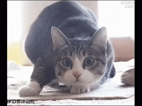 A Gray And White Cat Is Stretching Its Legs On A Carpet . GIF