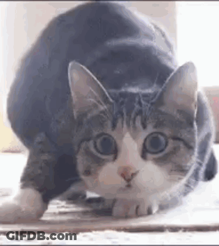 A Gray And White Cat Is Stretching Its Legs On A Carpet . GIF