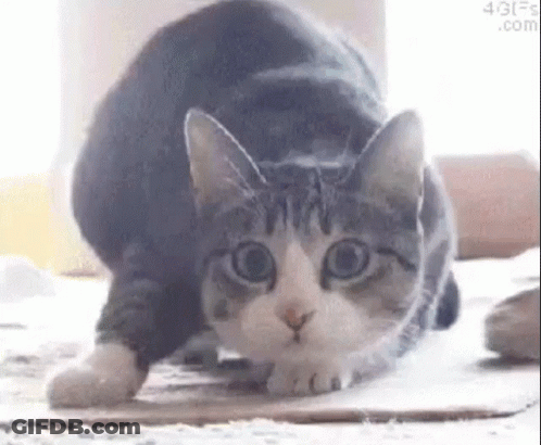 A Gray And White Cat Is Stretching Its Legs On A Carpet . GIF