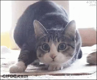 A Gray And White Cat Is Stretching Its Legs On A Table . GIF
