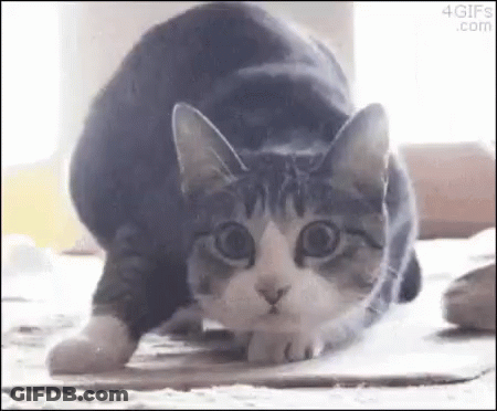 A Gray And White Cat Is Stretching Its Legs On The Floor . GIF