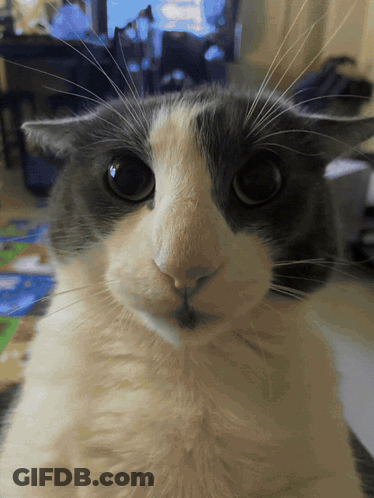 A Gray And White Cat Looking At The Camera GIF