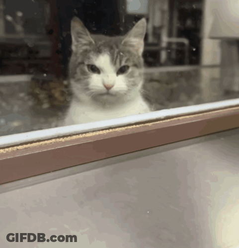 Gray And White Cat Looking Out Window GIF