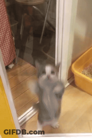 A Gray And White Cat Standing In Front Of A Yellow Litter Box GIF