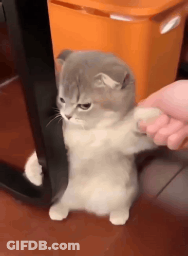 A Gray And White Cat Standing Next To An Orange Trash Can GIF