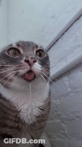 A Gray And White Cat With Its Tongue Out GIF