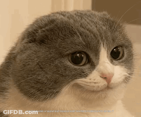 A Gray And White Cat With The Words Me Throwing A Silent But Deadly Fart GIF