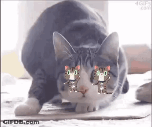A Gray And White Cat With Two Cartoon Cats On Its Face Is Laying On The Floor . GIF