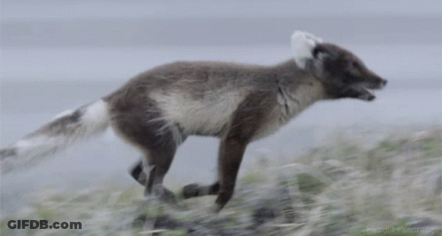 A Gray And White Fox Is Running On A Grassy Hill GIF