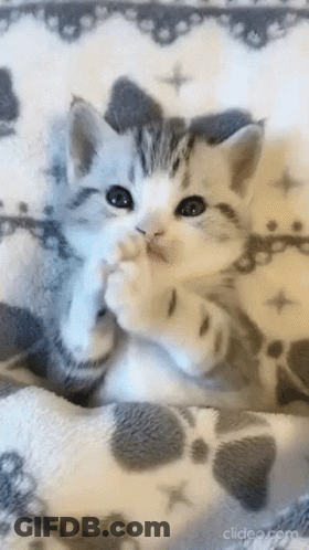 A Gray And White Kitten Is Laying On A Blanket . GIF