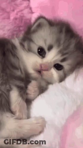 A Gray And White Kitten Is Laying On A Pink Blanket On A Bed . GIF