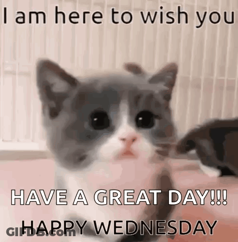 A Gray And White Kitten Is Sitting On A Bed With A Happy Wednesday Message . GIF