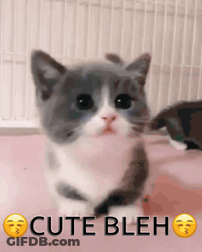 A Gray And White Kitten Is Sitting On A Pink Surface With The Words Cute Bleh Written Below It GIF