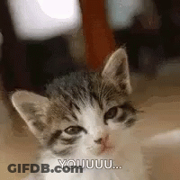A Gray And White Kitten Is Sitting On The Floor And Looking At The Camera With A Funny Face . GIF