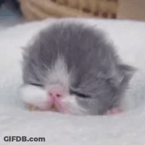 A Gray And White Kitten Is Sleeping On A White Blanket On A Bed . GIF