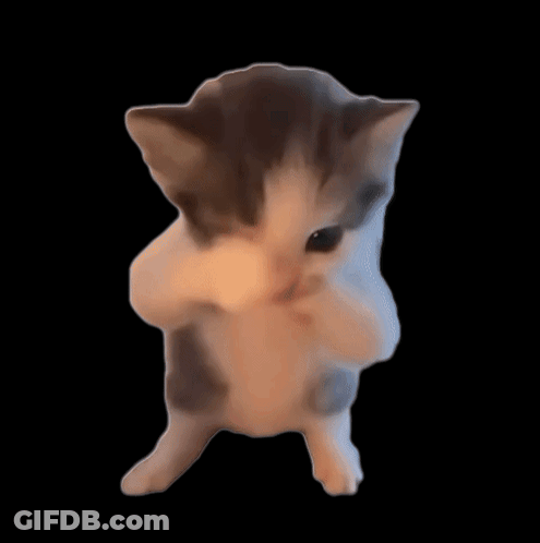 A Gray And White Kitten Is Standing On Its Hind Legs On A Black Background GIF